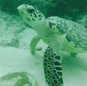 Snorkel with Turtles in San Juan