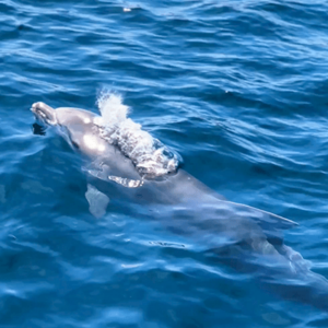 Sail on a catamaran in search of dolphins.