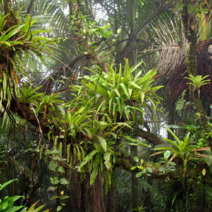 El Yunque rainforest tour