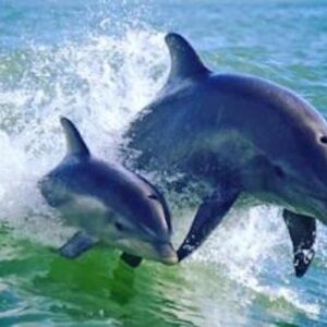 St. Pete Beach Area: Dolphin Racer Speedboat Adventure