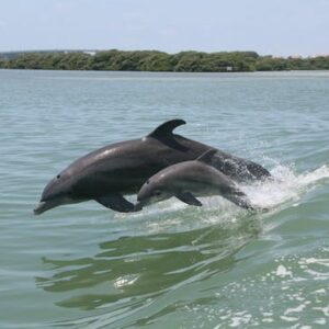 Dolphin Adventure in Clearwater Beach