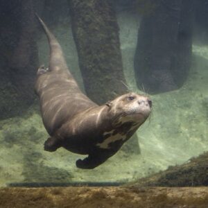 Admission to Brevard Zoo in Melbourne