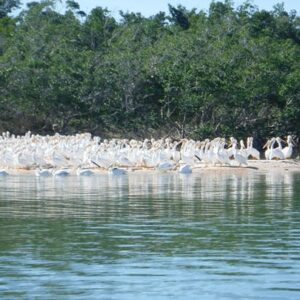 Everglades National Park wildlife and beach expedition