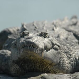 Everglades orchids and alligator kayak eco-tour