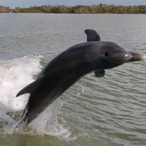 Everglades National Park dolphin, birding and wildlife boat tour