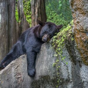 Zoo Tampa at Lowry Park