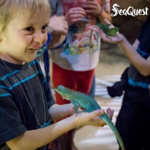 SeaQuest Las Vegas: Entry Ticket