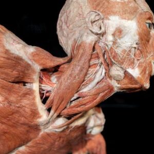 Tickets for Real Bodies Exhibition at Horseshoe Las Vegas