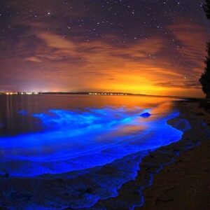Bioluminescence kayaking tour in the Indian River