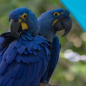 Central Florida Zoo & Botanical Gardens: Skip The Line Ticket