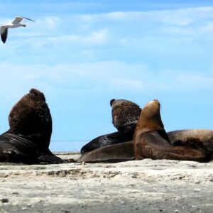 Peninsula Valdes and sea lions reserve tour from Puerto Madryn