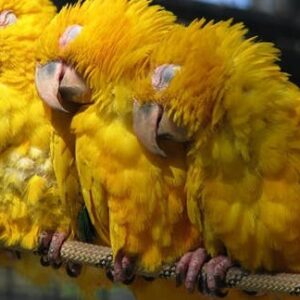 Barcelona Zoo tickets