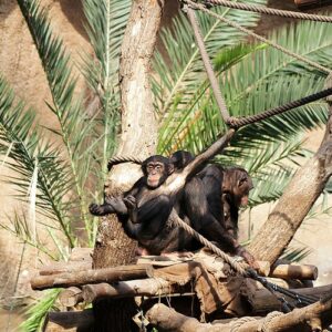 Leipzig Zoo + Day travel card "Leipzig (zone 110)"