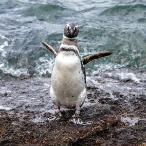 Guided tour of Punta Tombo and penguin reserve from Puerto Madryn