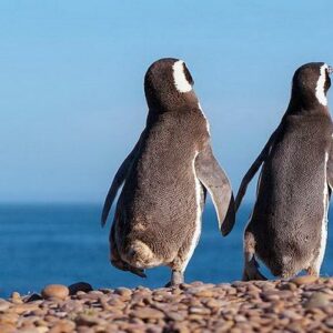 Penguin reserve private tour in Punta Tombo from Puerto Madryn