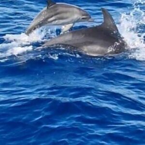 Palma de Mallorca: 3-Hr Dolphin Watching Boat Excursion + Swim & Snorkelling