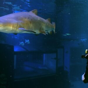 Palma Aquarium: Entrance + Diving with Sharks