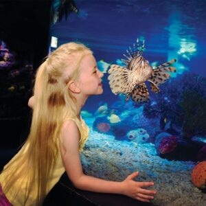 LEGOLAND® California + SEA LIFE California: Second Day Free