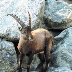 Nordkette Innsbruck combo ticket for Alpine Zoo and Hungerburg funicular