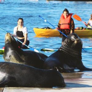 Marina Del Rey kayak and paddleboard tour with sea lions