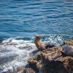 La Jolla: Explore California's Riviera on a self-guided audio tour