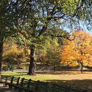 Mount Morris Park Historic Walking Tour with Lunch