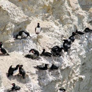 Puerto Madryn private tour and Punta Loma sea lions reserve visit
