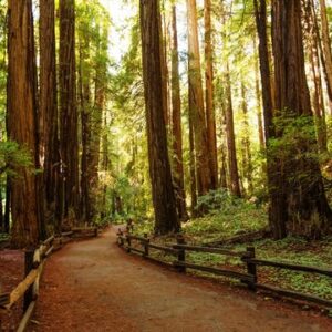 Alcatraz, Muir Woods and Golden Gate Bridge visit