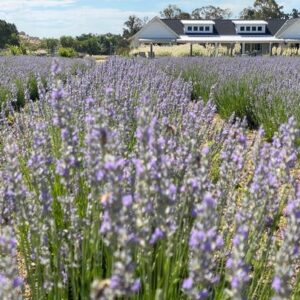 Capay Valley food and farm tour