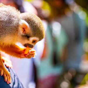 Monkeyland Adventure Park