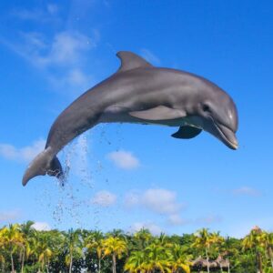 Dolphin Experiences at the Aquarium Cancun by Delphinus