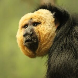 Faunia skip-the-line tickets