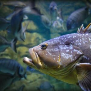 Aquarium of Paris entry ticket