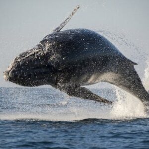 San Diego summer whale and dolphin watching adventure