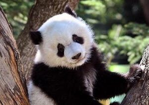 Zoo Aquarium Madrid skip-the-line tickets