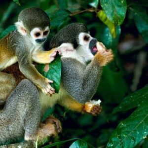 Botanical garden guided tour