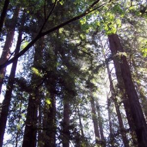 Muir Woods to California's Coastal Redwoods tour