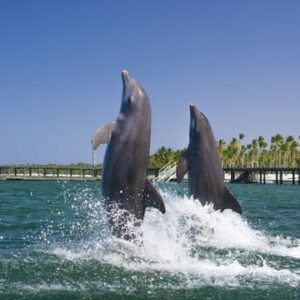 Punta Cana Dolphin Swim Tour