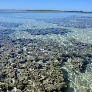 Maragogi Beach Gales Reef  - Group Tour