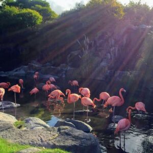 Buenos Aires Bioparque Temaiken ticket with transfer